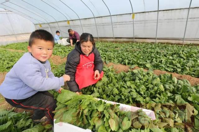 安阳：绿色蔬菜迎冬上市 生态农业助农增收