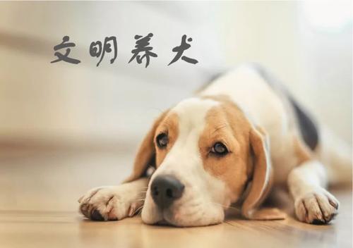 烟台：养犬人应在犬只狂犬病免疫十五日内办理登记