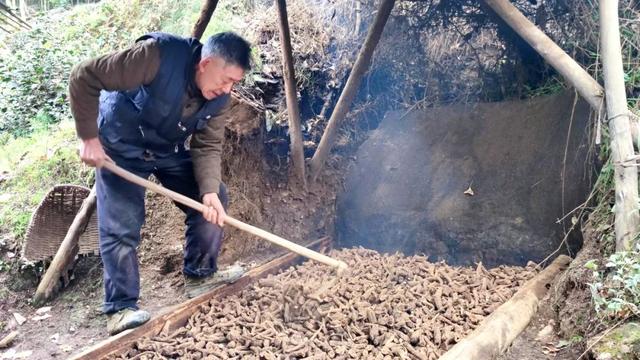 安州千佛：苦药材种出百姓甜日子