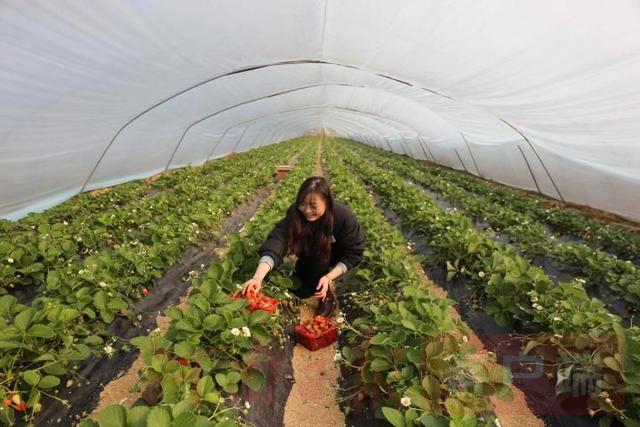 走进乡村看振兴｜虞城县芒种桥乡：壮大乡村产业 鼓起群众钱袋子