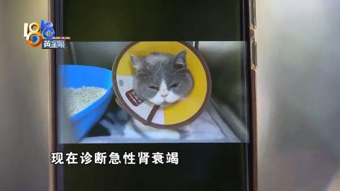 小猫治疗后更严重了，到底得了什么病？