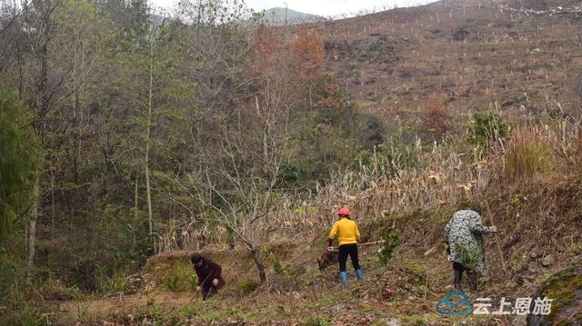 宣恩：蜂糖李果苗树为乡村振兴再添新活力