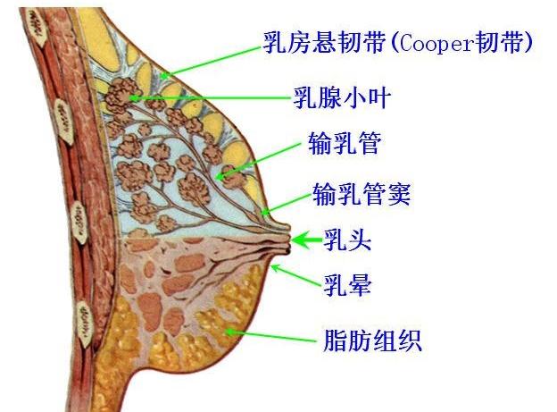 乳腺健康，人人关注