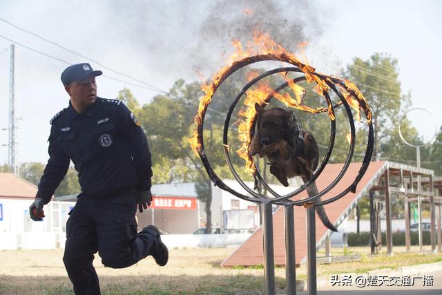 训犬大比拼，武铁警犬迎“期末考试”