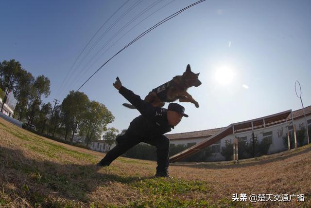 训犬大比拼，武铁警犬迎“期末考试”