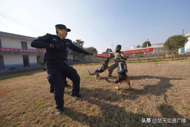 训犬大比拼，武铁警犬迎“期末考试”