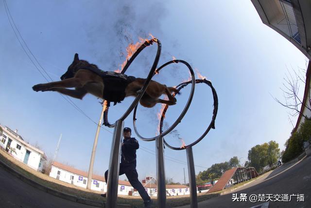 训犬大比拼，武铁警犬迎“期末考试”