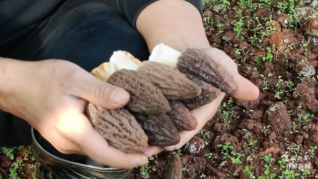 巧打时间差，卖出好价钱！玉溪洛河干沟村羊肚菌抢“鲜”上市