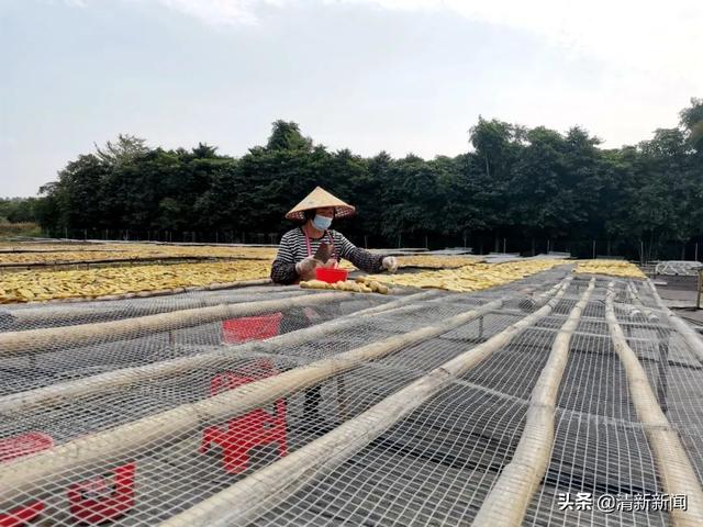 ?香甜软糯！三坑枫坑番薯干成“致富宝”