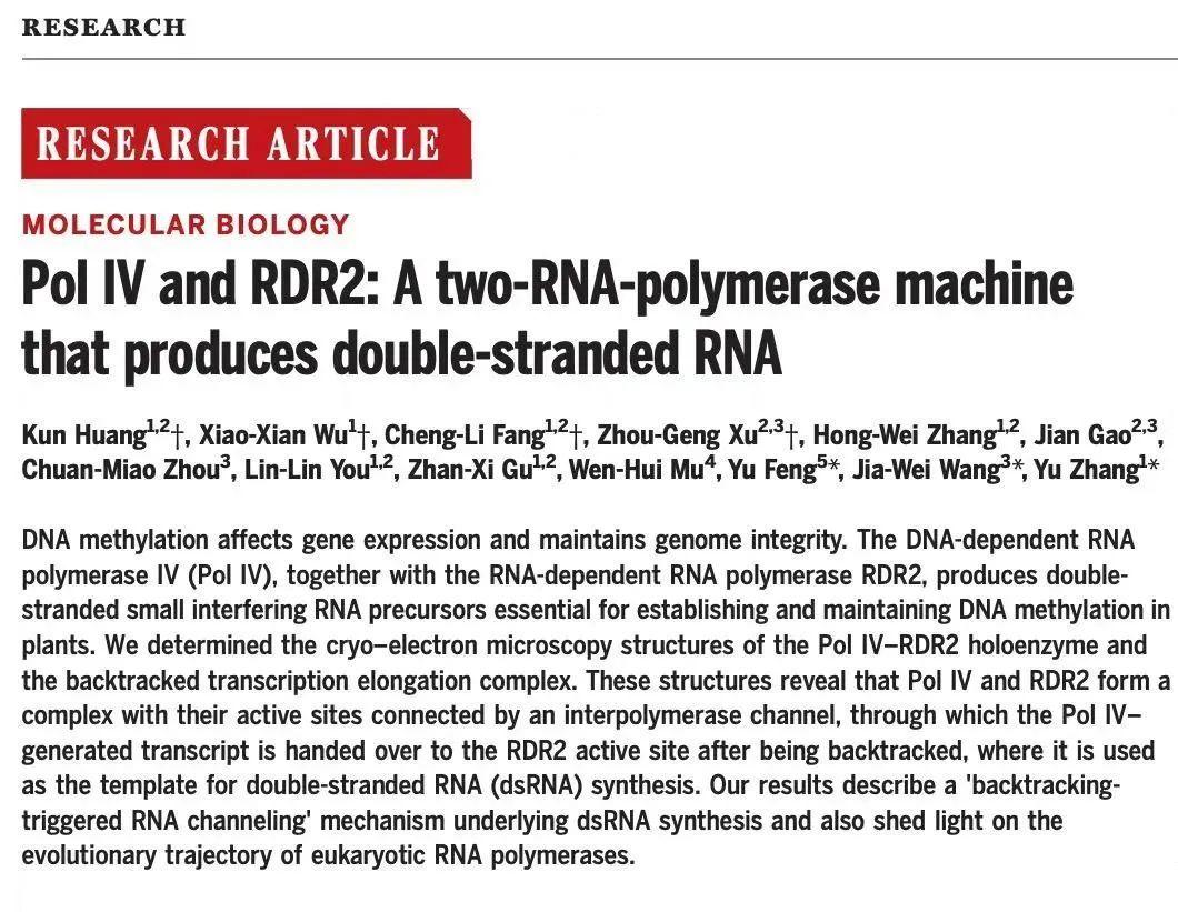 我国科学家率先破解植物中独特的双链RNA合成机制