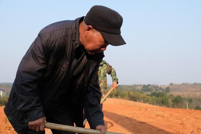 乡村振兴｜汨罗西长新上药材基地，村里老人务工赚得欢