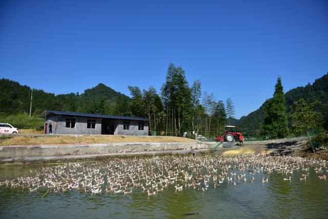 巩固脱贫攻坚 | 酉阳 麻旺鸭“旺”了米旺村