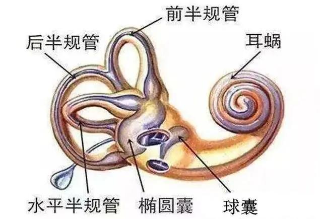 【百项技术】眩晕别乱治，多半耳石症，及时“手法复位” 获康复