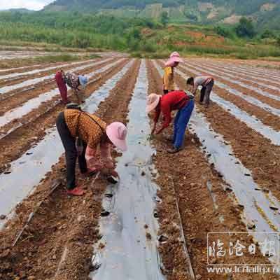 勐勐镇耕地轮作增后劲