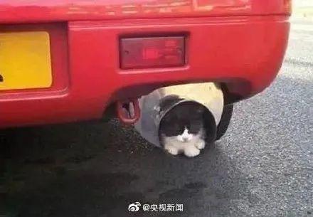 天冷小心车底“躲猫猫”