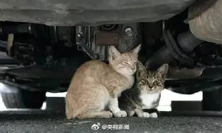 天冷小心车底“躲猫猫”