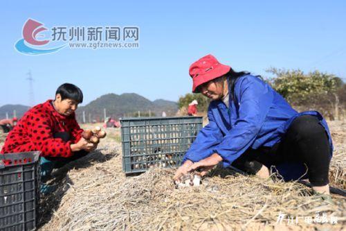 「江西是个好地方——魅力抚州」小菌菇撑起“致富伞”