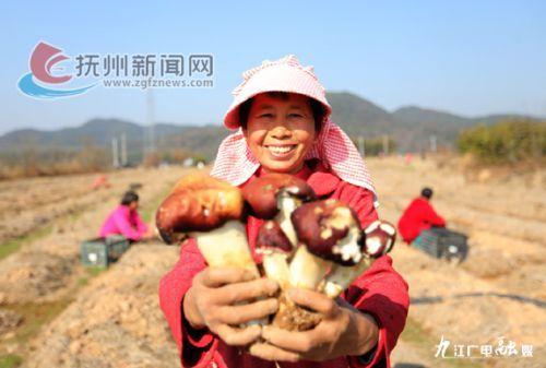 「江西是个好地方——魅力抚州」小菌菇撑起“致富伞”