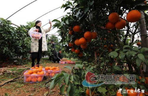 「江西是个好地方——魅力抚州」“红美人”催生“绿经济”