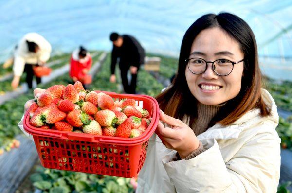 安徽亳州：大棚草莓“抢鲜”上市