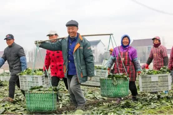 乡村振兴看如皋 | 搬经镇： “致富菜”喜迎丰收季，菜农增收田头笑！