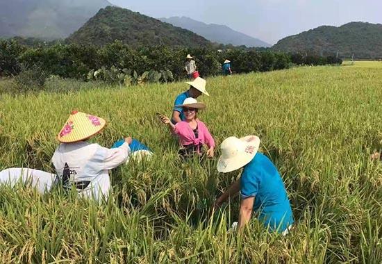 全州小小禾花鱼 激活乡村大产业