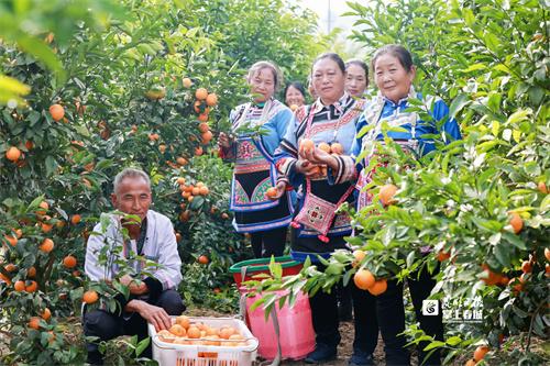 首个采收季 云南这片致富“金”果果丰收啦