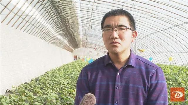 敦煌：温室草莓套种开辟增收新途径