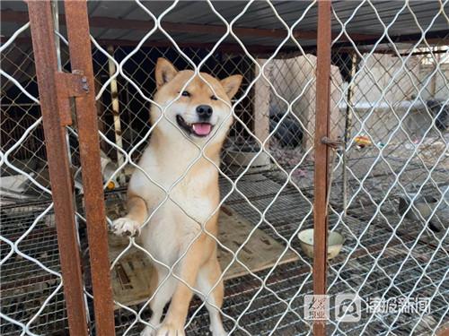 龙口爱心小哥改造“流浪狗救助基地”街头的“毛孩子”们有家了