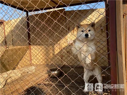 龙口爱心小哥改造“流浪狗救助基地”街头的“毛孩子”们有家了