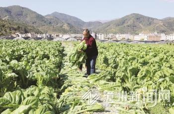 平和县芦溪镇芥菜丰收喽