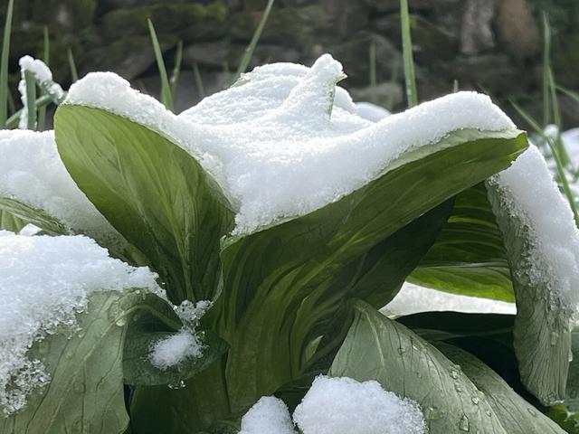 皖美好味道·百县名小吃——徽菜行天下 || 徽味无穷，徽州人的生活哲学