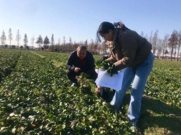 露地菜未受明显影响，大棚菜安然过冬：寒潮之下，市民“菜篮子”安稳无忧