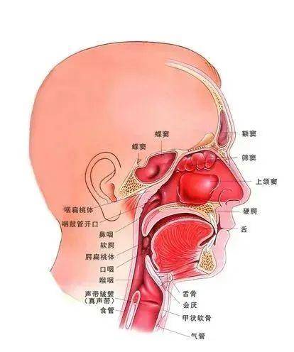 刷牙干呕就是慢性咽炎？这恐怕是你的“误解”！