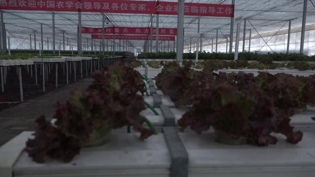 太原：科技助力农业生产 蔬菜大棚生机盎然