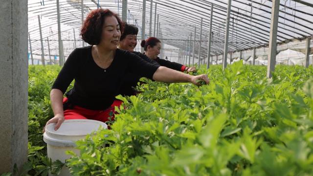 稻田这种蔬菜做成茶叶，口感独特，比新鲜的还香