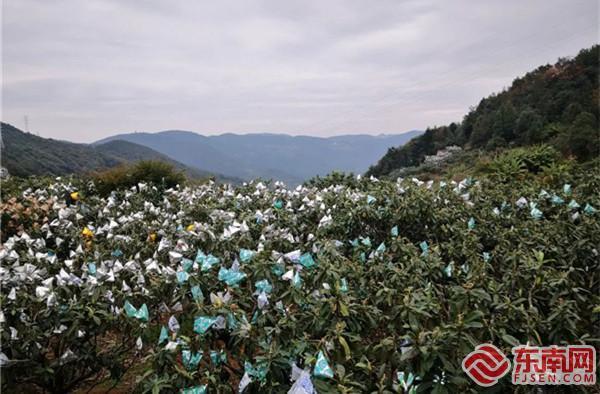 枇杷穿上“御寒衣”莆田市荔城区西天尾镇积极做好农业防寒防冻工作