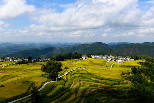 特色农业“接二连三” 贵州山地成为“聚宝盆”