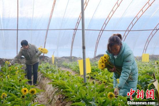 河北献县：元旦临近大棚鲜花俏