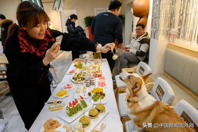 宠物餐厅亮相太原