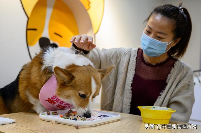 宠物餐厅亮相太原