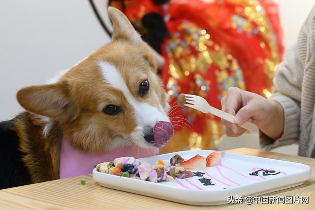 宠物餐厅亮相太原