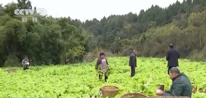 四川梓潼多种方式稳定蔬菜种植面积 保证蔬菜品质助力村民增收