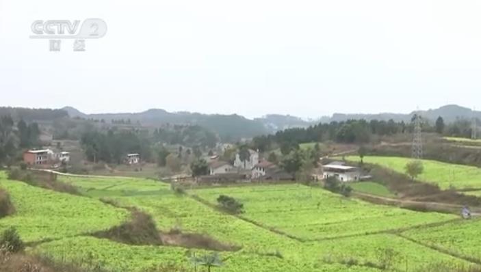 四川梓潼多种方式稳定蔬菜种植面积 保证蔬菜品质助力村民增收