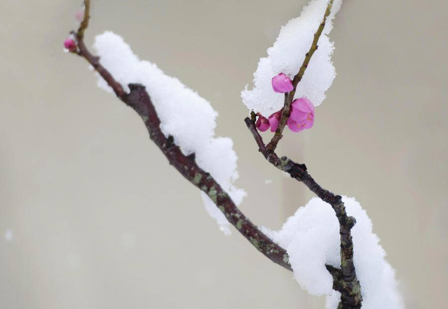 青未了｜站在门口数雪片