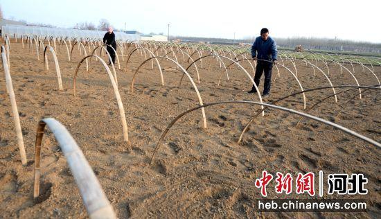 河北隆尧：发展林下经济 助力乡村振兴