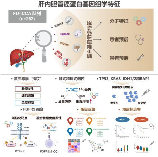 樊嘉院士团队重大突破！首次揭示肝内胆管癌多组学分子特征全景图谱