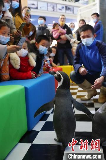 海狮水獭企鹅 南京海底世界萌宠组团“会粉丝”