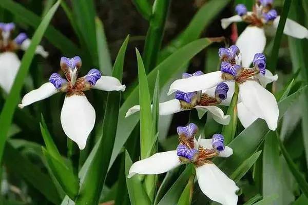 不怕寒冷、按时开花……冬天养这些球根花卉，真省心！