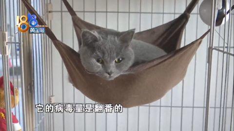 绝育之后呕吐加猫瘟，跟绝育有没有关系？